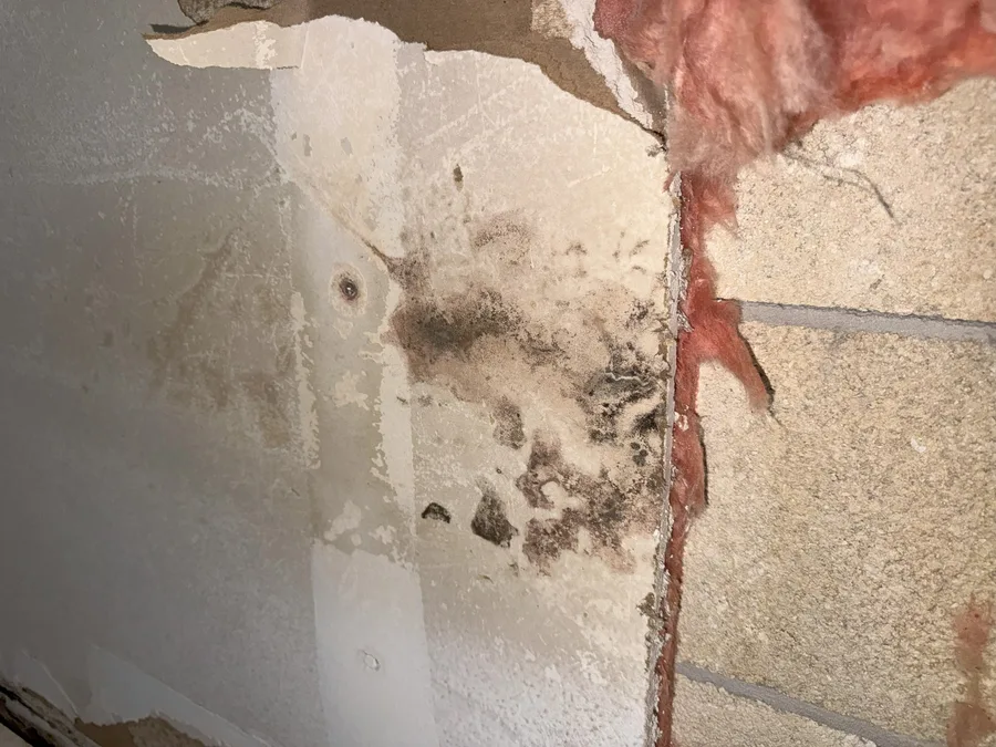 Black mold on the back of opened drywall beside a wall stud