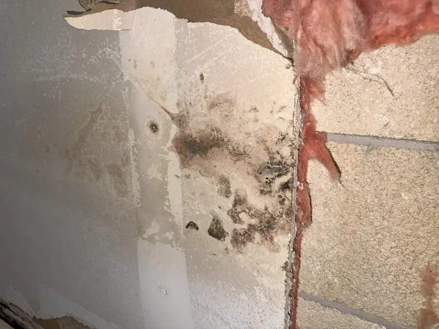 Black mold behind opened drywall next to a wall stud